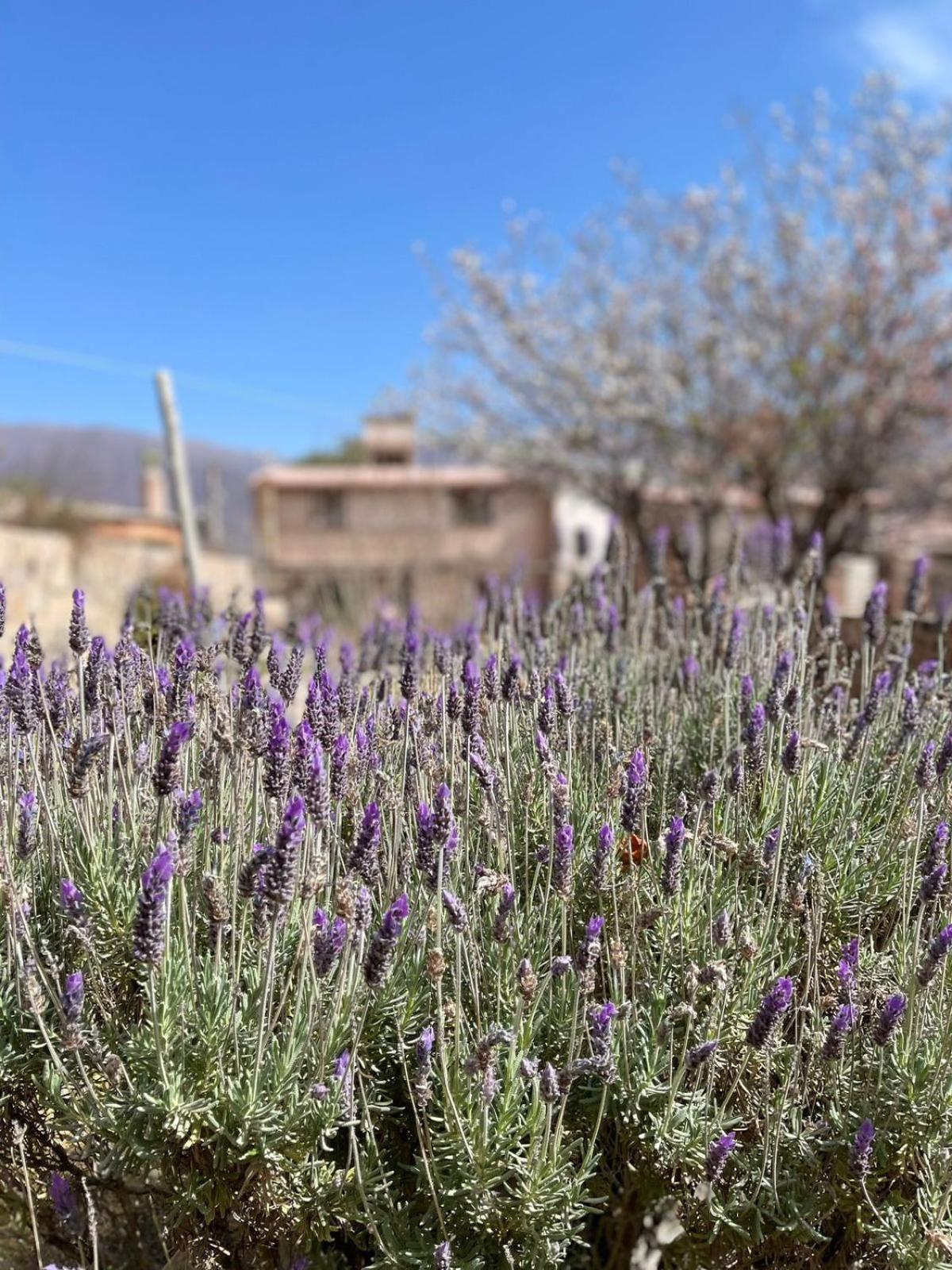Villa El Ensueno Tilcara Esterno foto